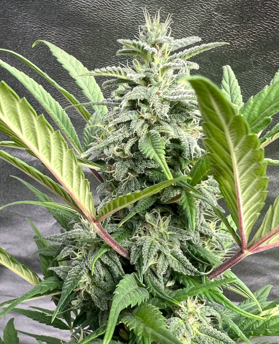 cascadia_seeds's tweet image. Moloka’i Frost coming along nicely. Her sisters are full of nearly ready beans but this one’s for the farm stash.