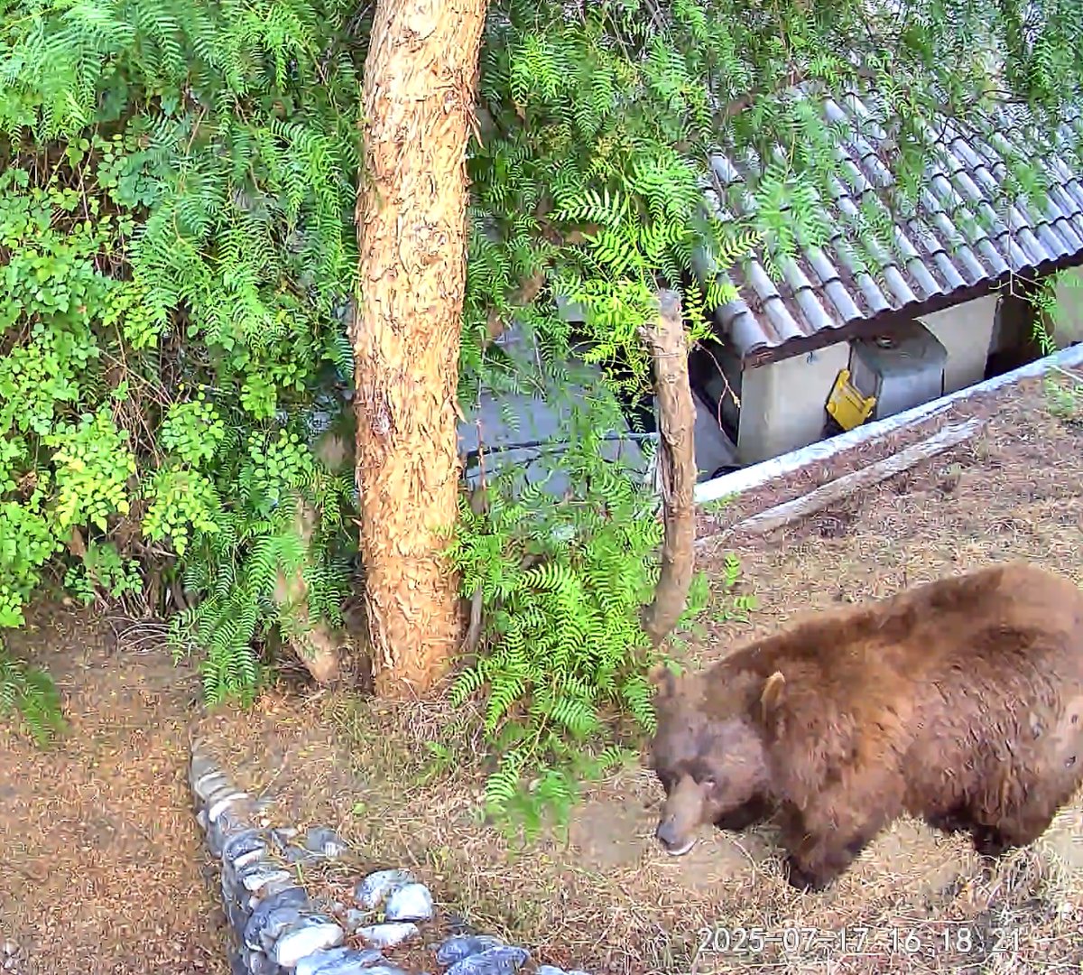 phibetakitten's tweet image. POV you go outside to enjoy a beer and encounter this giant doofus