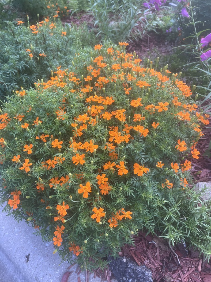 cheesetrader1's tweet image. Still have some color poppin’ despite all the rain
#GardeningTwitter