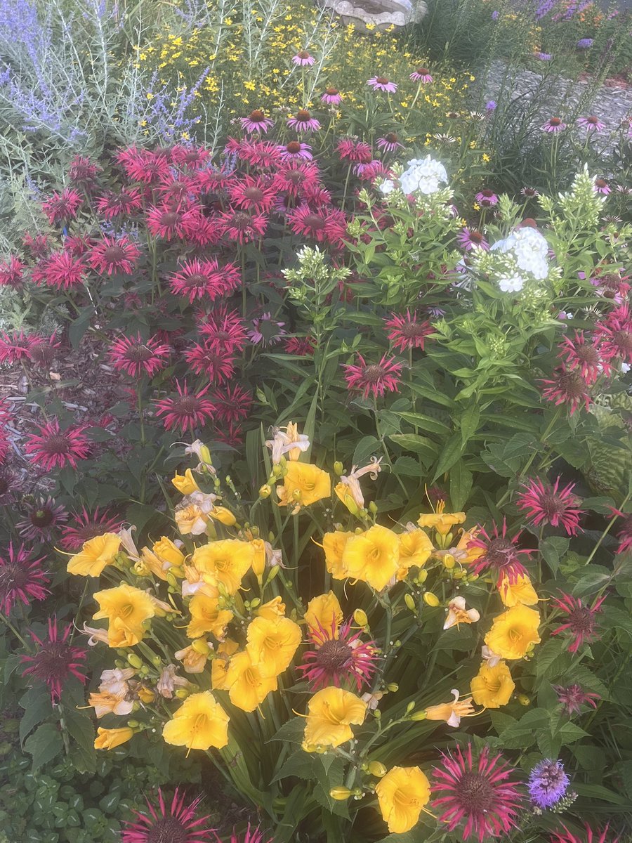 cheesetrader1's tweet image. Still have some color poppin’ despite all the rain
#GardeningTwitter