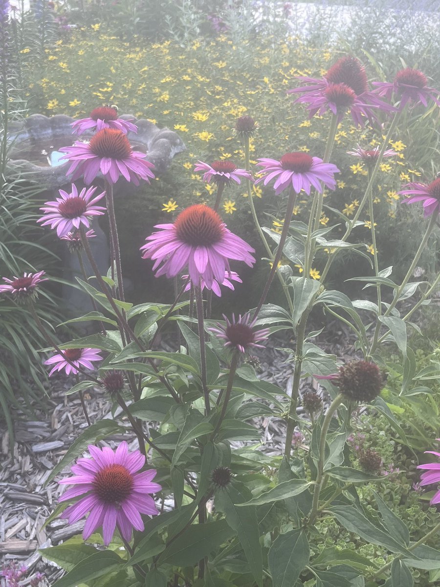 cheesetrader1's tweet image. Still have some color poppin’ despite all the rain
#GardeningTwitter