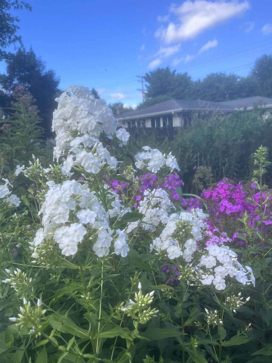 cheesetrader1's tweet image. Still have some color poppin’ despite all the rain
#GardeningTwitter