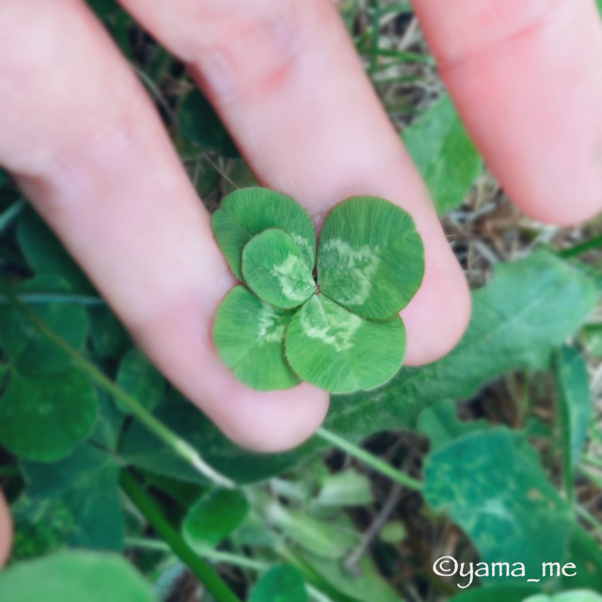yama_me_do_ob's tweet photo. おはようございます。
良い一日になりますように。
#五つ葉のクローバー
#Fiveleafclover
#キリトリセカイ https://t.co/1oQpF1RK04