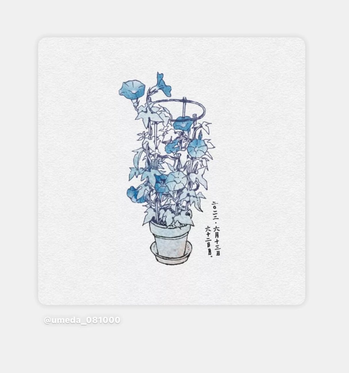 umeda_08's tweet image. 3年前の朝顔