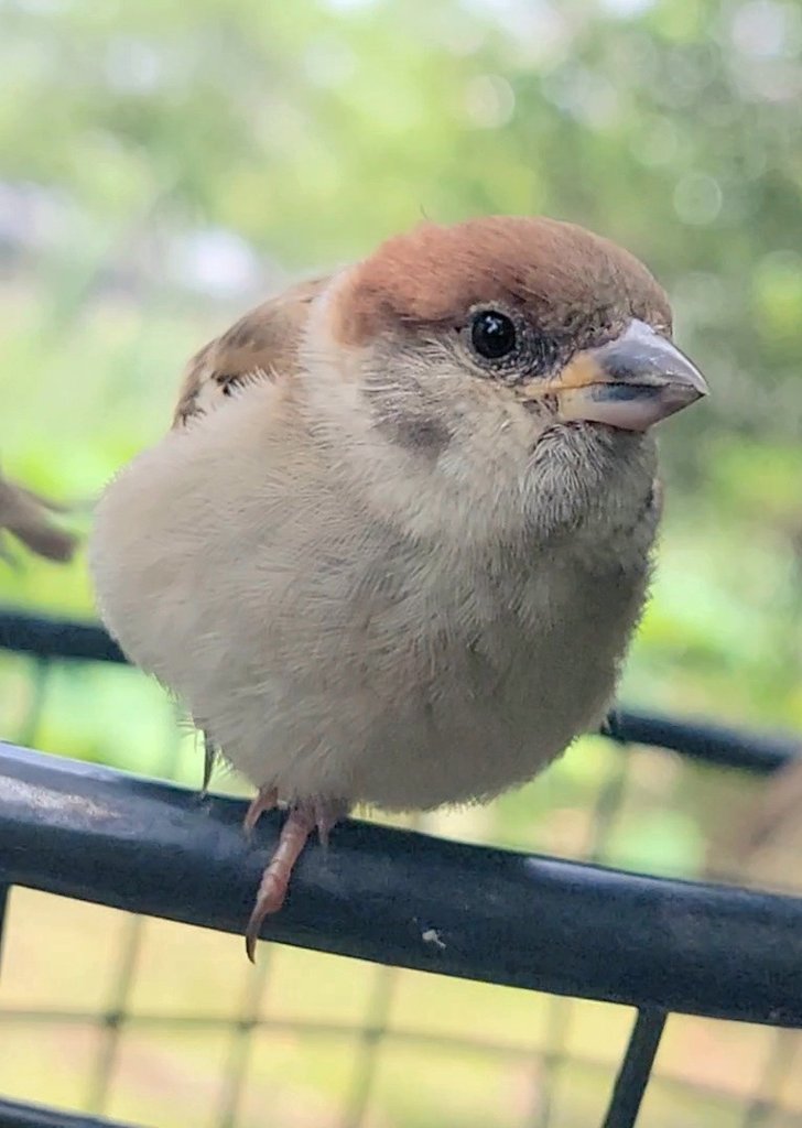 pi_pipi33's tweet image. スズメﾁｬﾝ🧺🚲♪～
ｵﾊﾖｰｺﾞｻﾞｲﾏｽ 🐥(⁠•⁠ө⁠•⁠)⁠