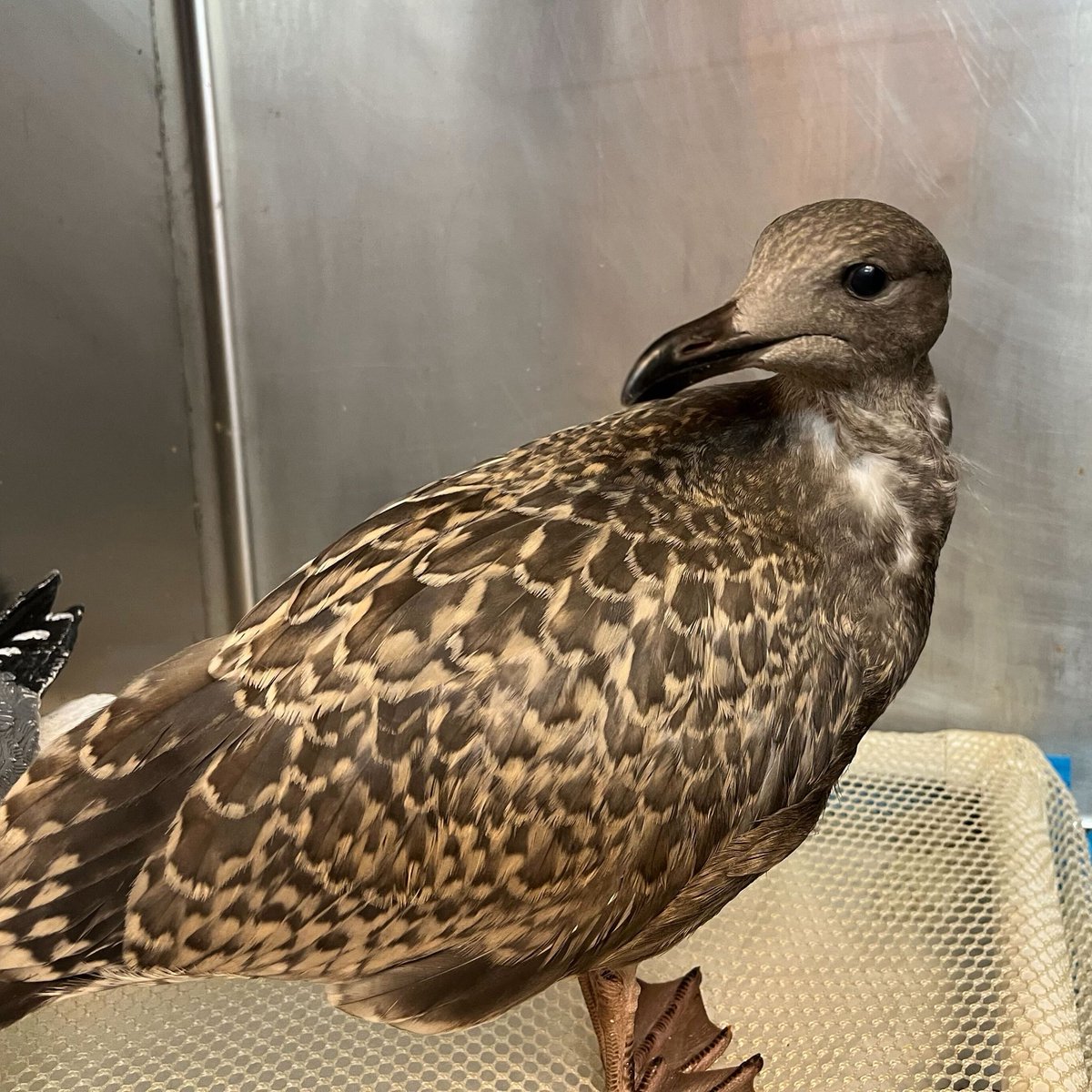 Norma is a fledgling herring gull. She arrived with multiple badly broken toenails, possibly from a rough first landing off the roof where she hatched. She was bleeding quite a bit the first day, but her feet are improving with care. 

She’s quite stressed, so we’re working hard