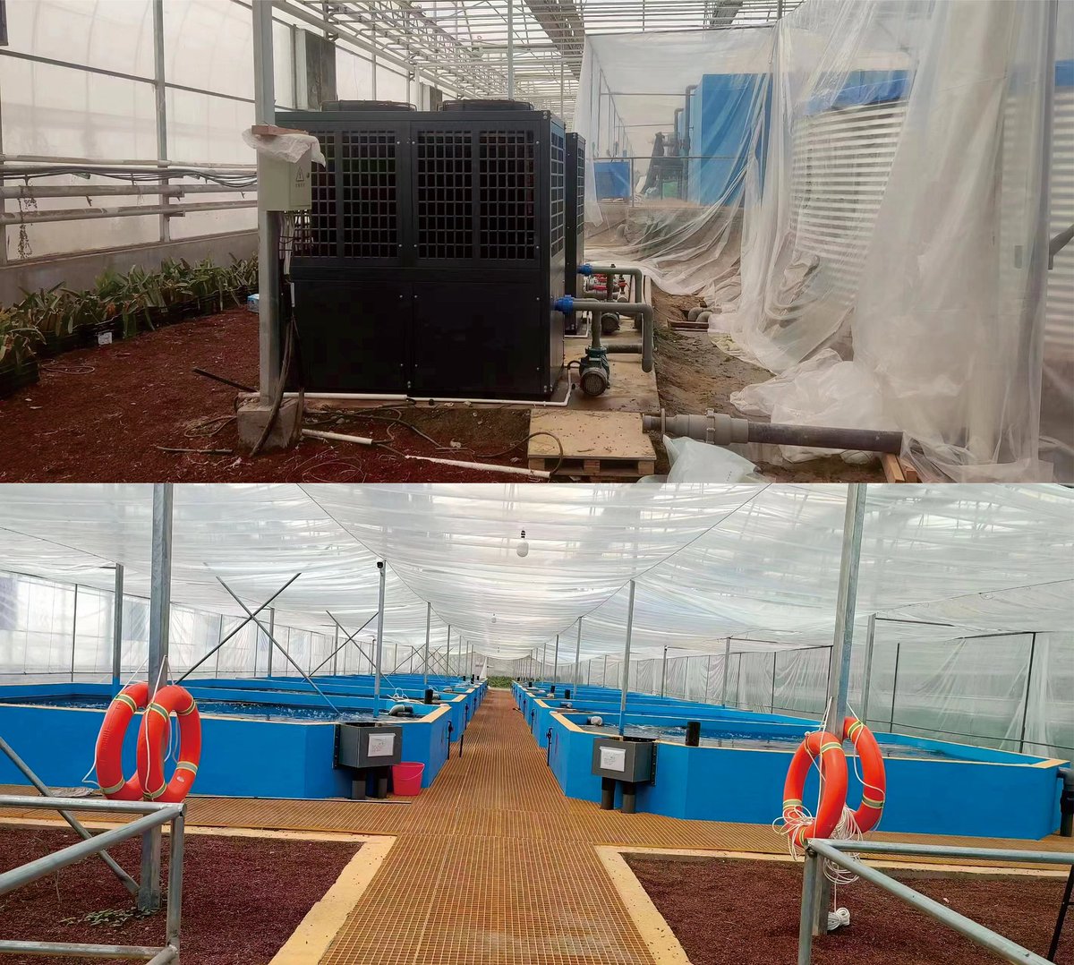 HeatPumpChen's tweet image. The breeding pond uses two AIRYINI 126kw pool heat pumps to cool the water in summer and heat the water in winter, so that the small fish can live in a constant temperature pool all year round, which can promote the rapid growth of the small fish.