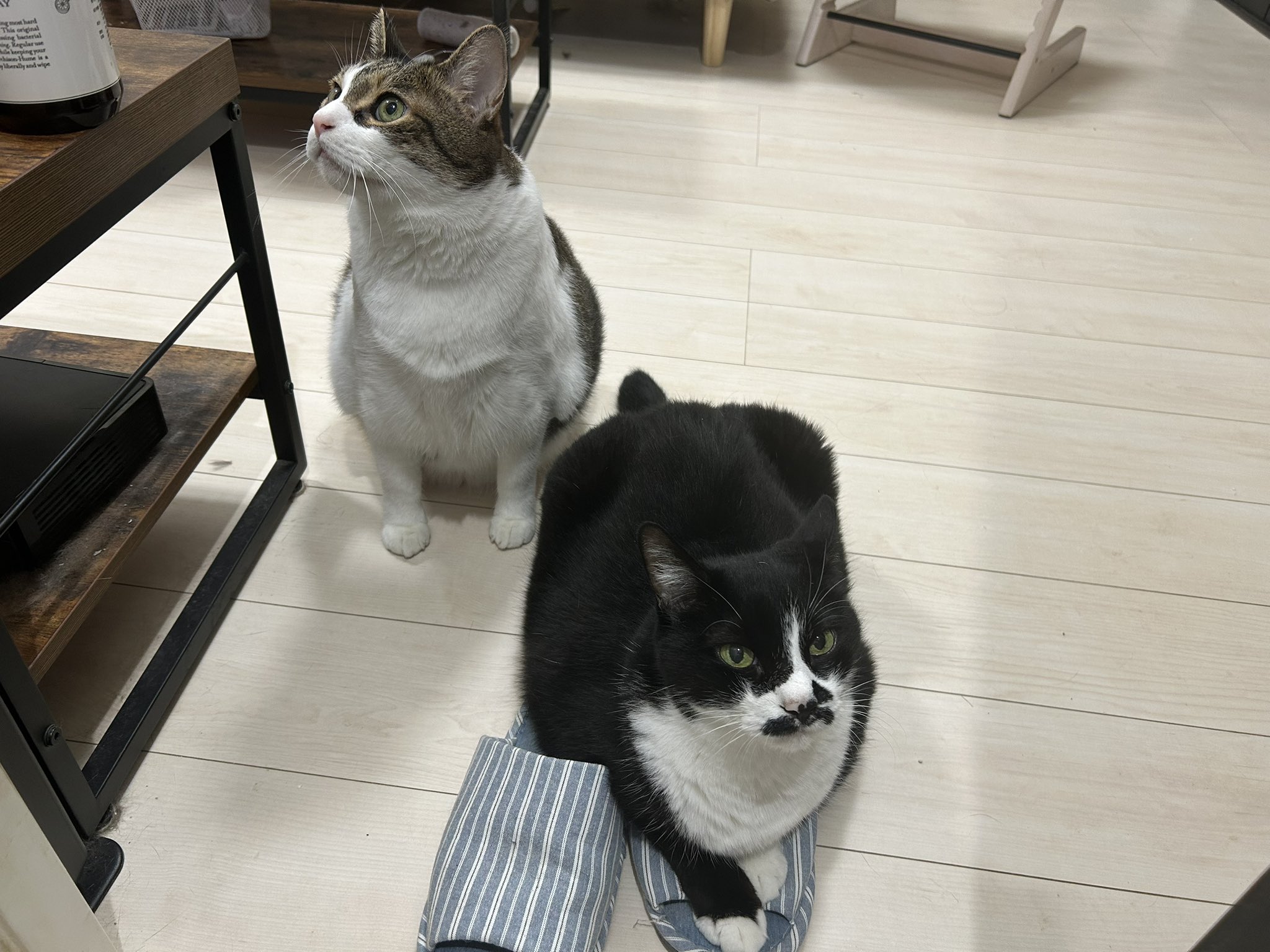 【中古】冬の伊織ねこ 楽天市場】【 猫 首輪 安全 】iCat アイキャット カジュアル