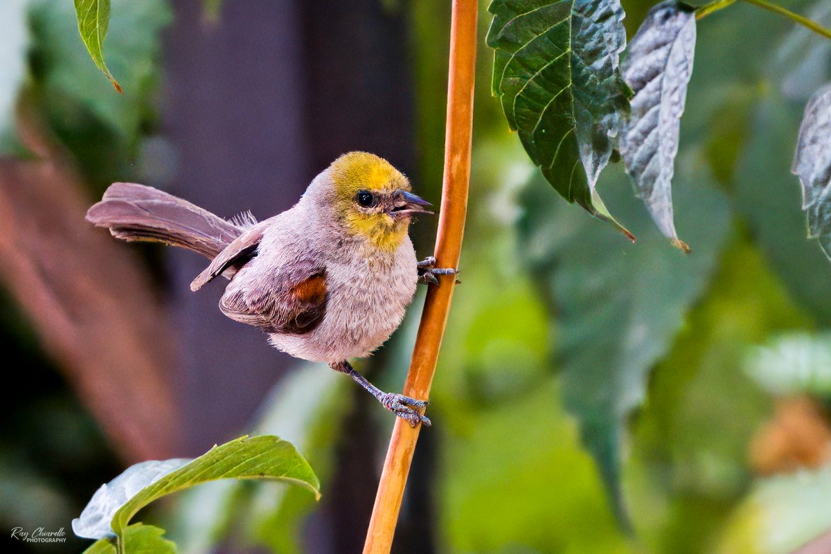 raychiarello's tweet image. Verdin in my backyard this afternoon.
#BirdsSeenIn2025 #Birds #MyBirdPic #Birding #BackyardBirding #BirdTwitter #ElPaso #Texas