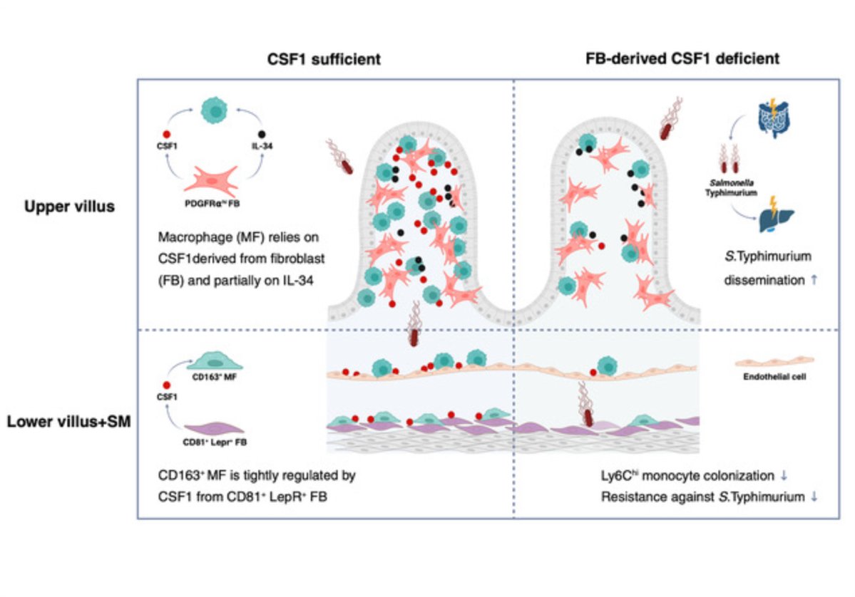 MucosalImmunol's tweet image. Mucosal macrophages remain in the intestines due to cues from fibroblast-derived CSF1. These cells are important in resisting salmonella infections: 
mucosalimmunology.org/article/S1933-…