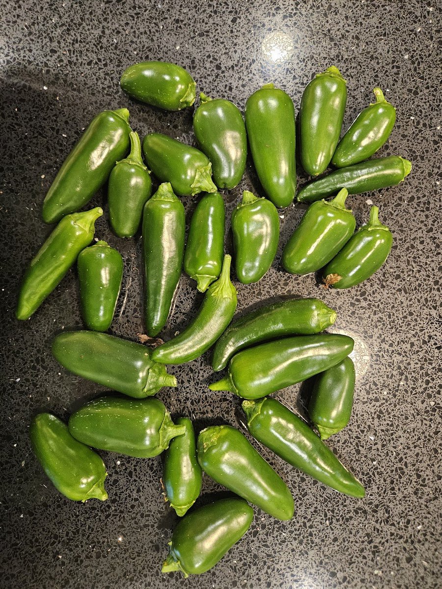 First batch of jalapenos. Whole bunch more on plants should be ready in another day or so.