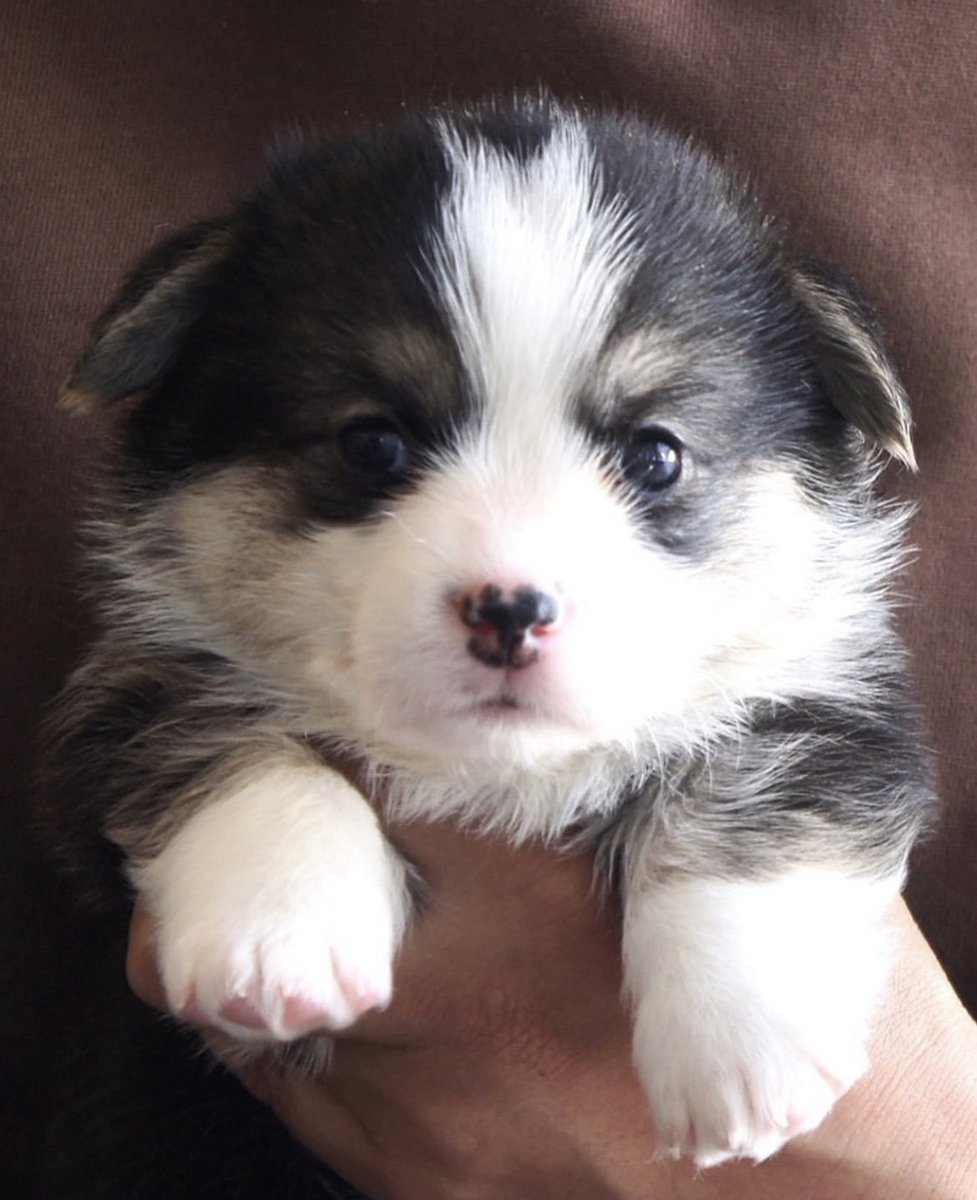 elmoelmodog's tweet image. #これを見た人は無言で若い頃の画像を貼る