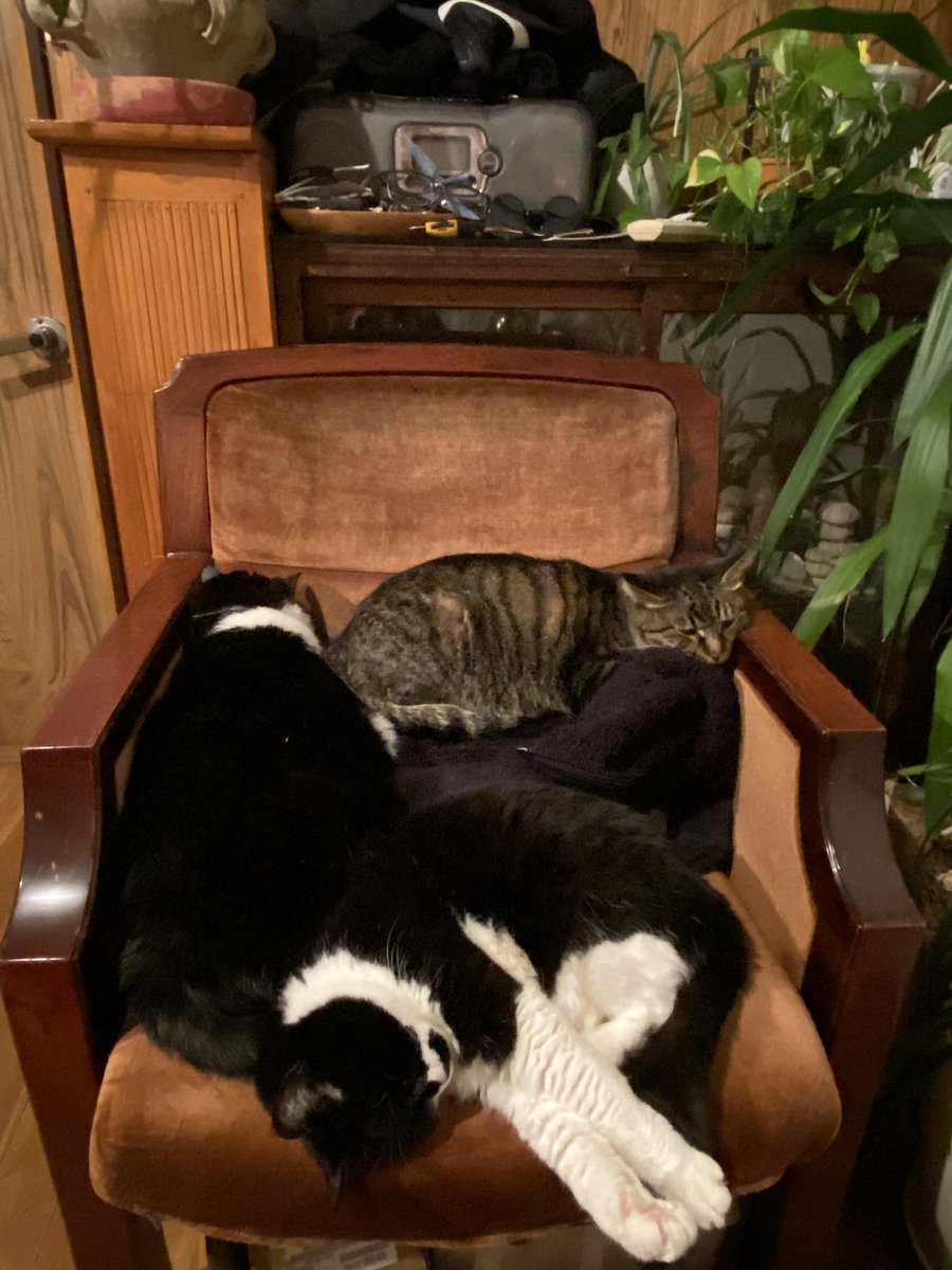 ruijiroh's tweet image. ソファに座ったままとか床とかで寝落ちしてることがやたら多いのですが、私もおっきい猫なのだと思えばそれだけのこと。