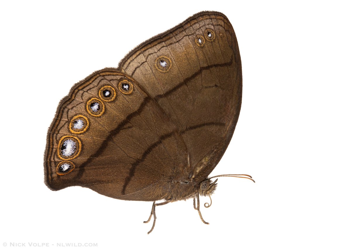 Welcome to the 50th butterfly species we've photographed for our guide on Insects of the Amazon! 🌳🦋
The spectacular Erichthodes antonina! Not too much is known on this species, but i LOVE the way it arcs its wings when at rest, almost like a leaf! 🍂