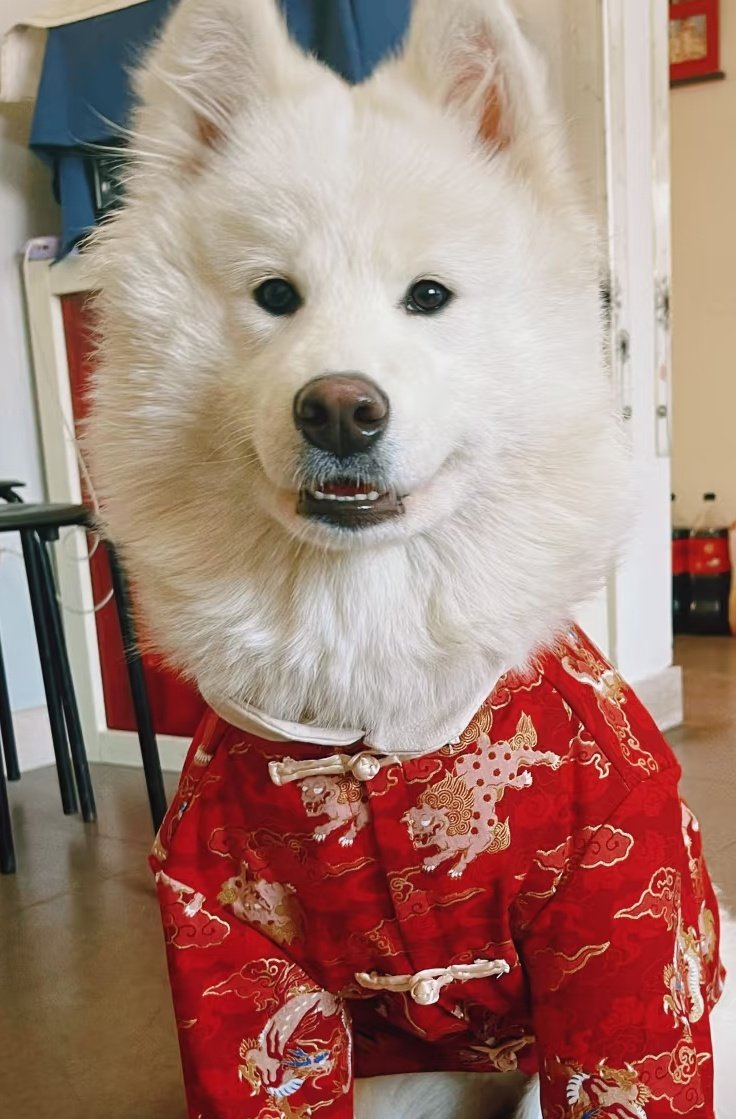 phu_as_samoyed's tweet image. อาตี๋
#PHUTATCHAI