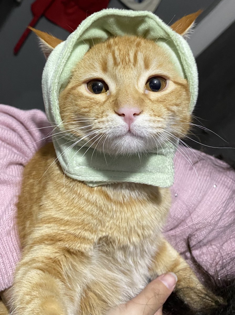 Terrible el medicamento de balatro shjss que caro es tener animales pero no importa 🥲🥹 

Y si, si lo preguntan este gato se llama BALATRO 🤠