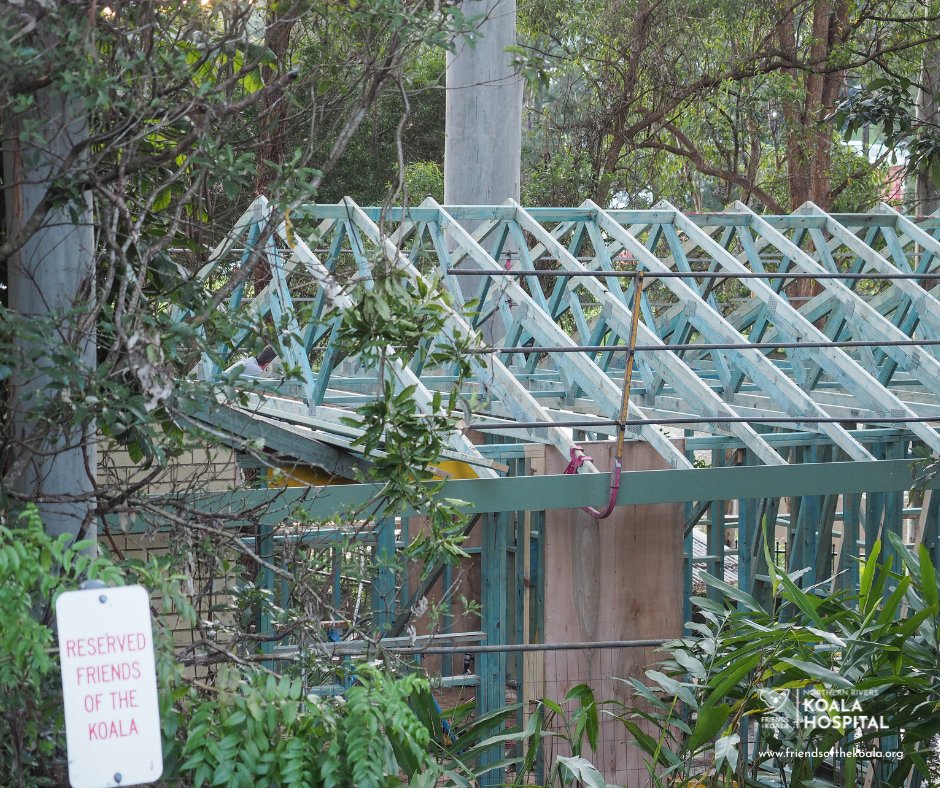 Friends_Koala's tweet image. π₯π¨ As Missy Higgins said, βFrom little things, big things grow.β Thanks to you, our #KoalaHospital is expanding!
π¨ Phase 1: Extension underway
π§ Phase 2: Fitting out new space & Burribi Centre coming soon
πΏ Phase 3: Fully upgraded facility to save more lives