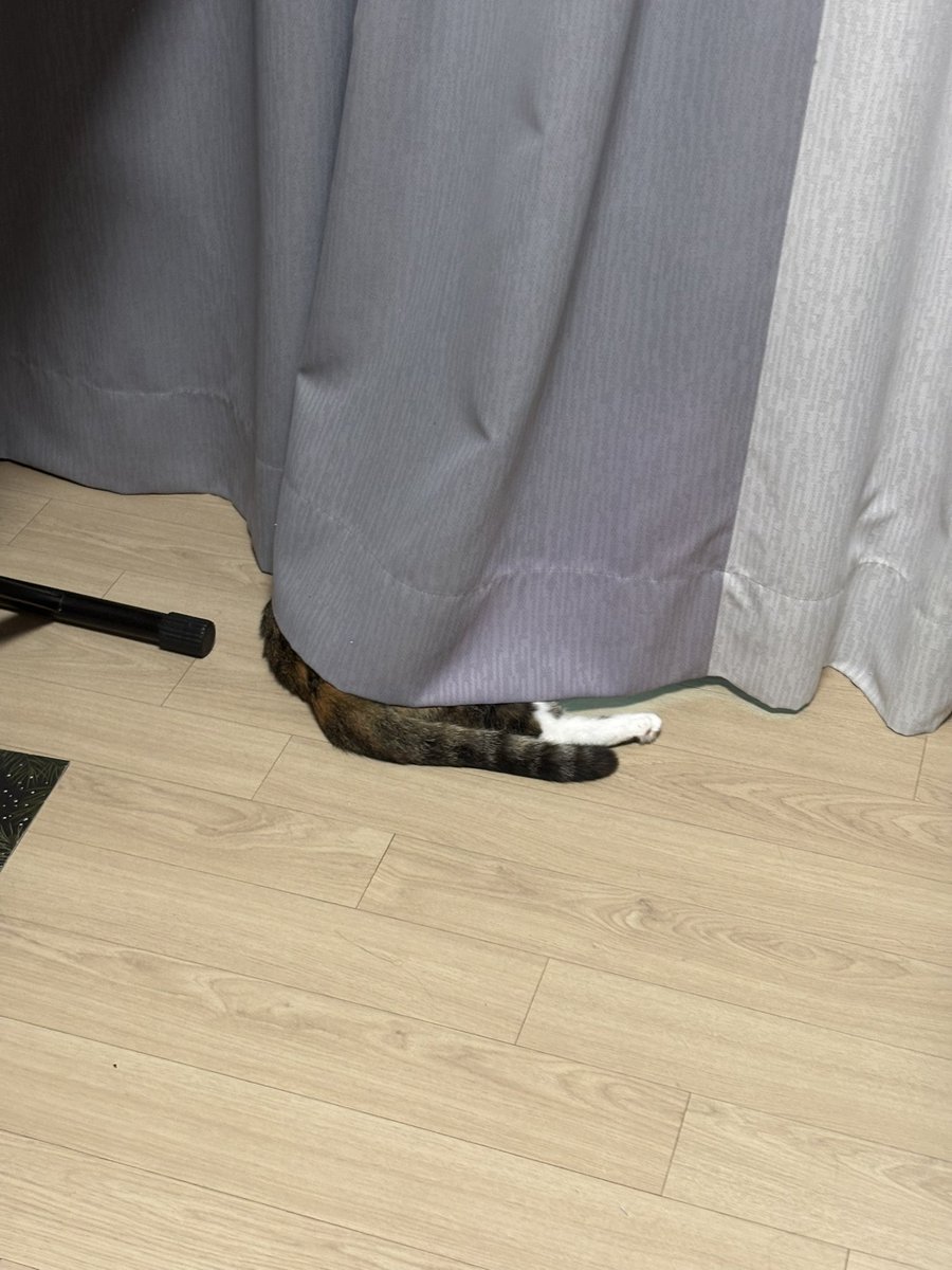 cooki__tty's tweet image. 고양이 어딨지?