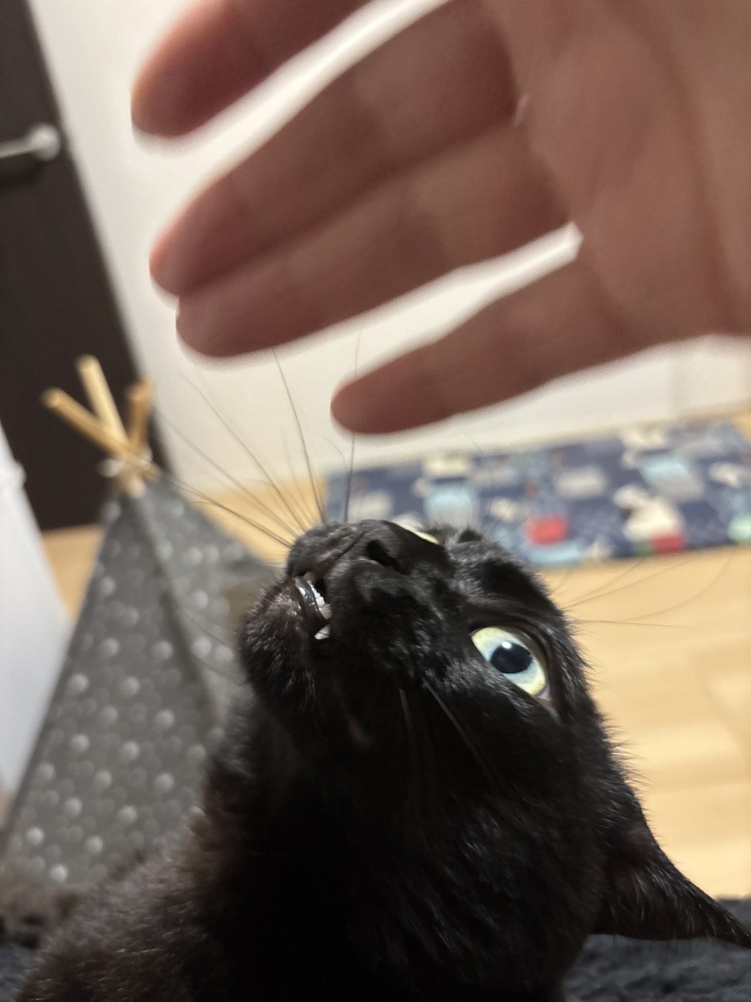 黒猫様♡ありがとうございます♡ 黒猫あさり on X: 