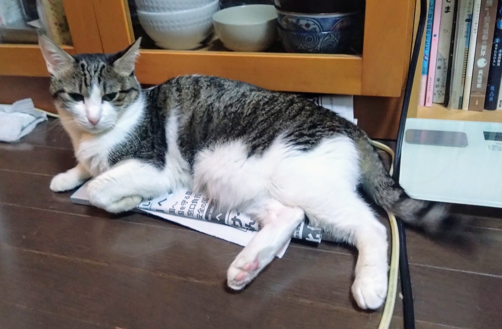 猫柴です。 真柴あずき on X: 