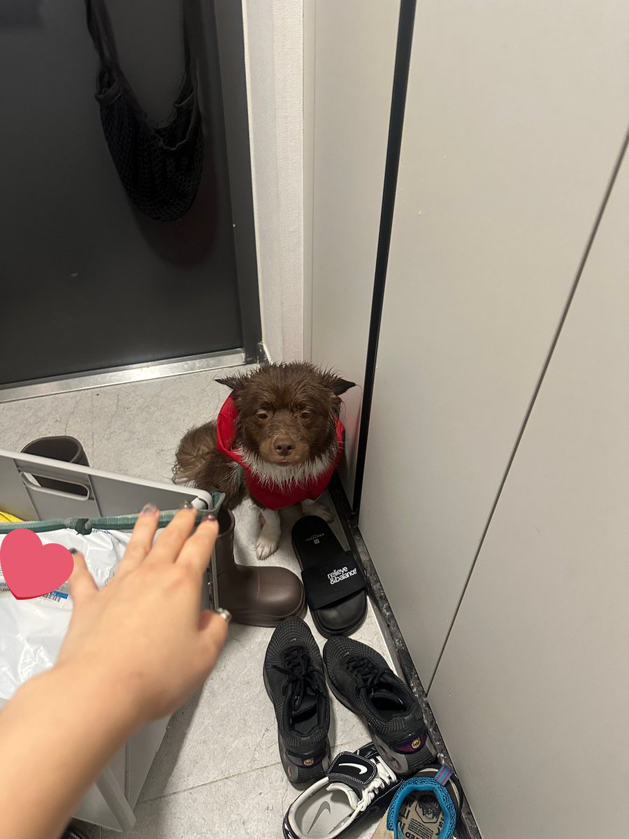 bamtingoo's tweet image. 아 어떡해 밤선생1이 아침 산책하고 밤선생2한테 몸 닦이는 거 맡겨서 얼른 샤워하고 나왔더니 밤팅이 엄청나게 시무룩한 상태로 기다리고 있음 미안한데 너무 귀여워 ㅁㅊ 😭😭😭😭😭😭😭😭😭😭😭😭😭😭😭😭