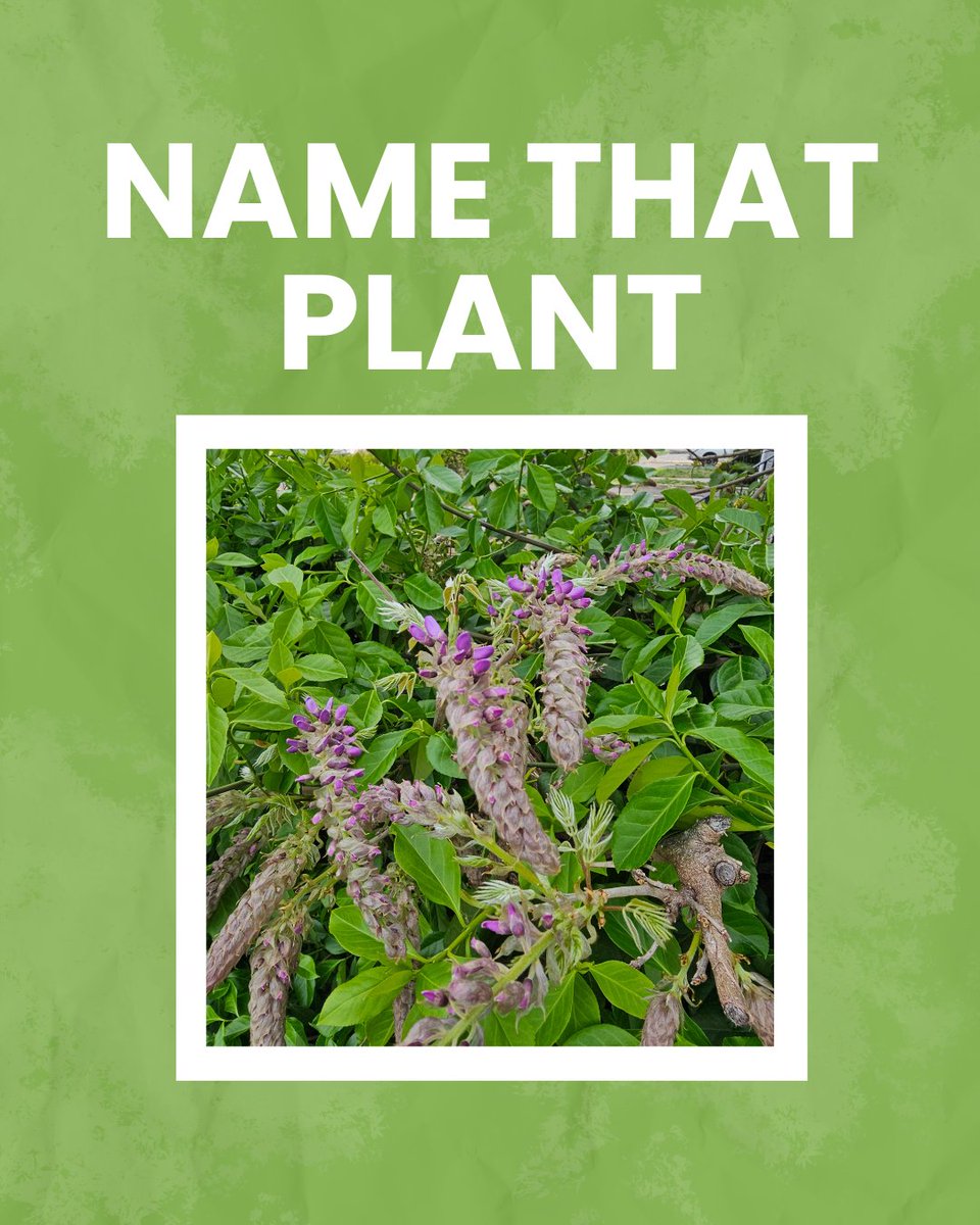 Dubonslands's tweet image. Let's play a game called ""Name That Plant""! We will post a picture of a plant and you comment your guess below! 

Spoilers below!! 🚨

🔑 The answer is Wisteria! 

#NameThatPlant #Landscaping #Landscapers #DubonsLandscaping #WisteriaPlant #Wisteria #CTLandscaping
