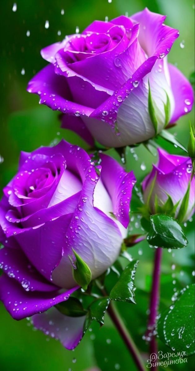 GM to everyone