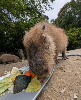 capipiro's tweet image. バターちゃんの朝食タイム！

(2025.05.26長崎バイオパーク)