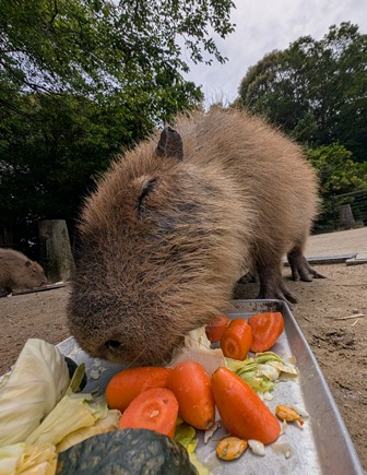 capipiro's tweet image. バターちゃんの朝食タイム！

(2025.05.26長崎バイオパーク)