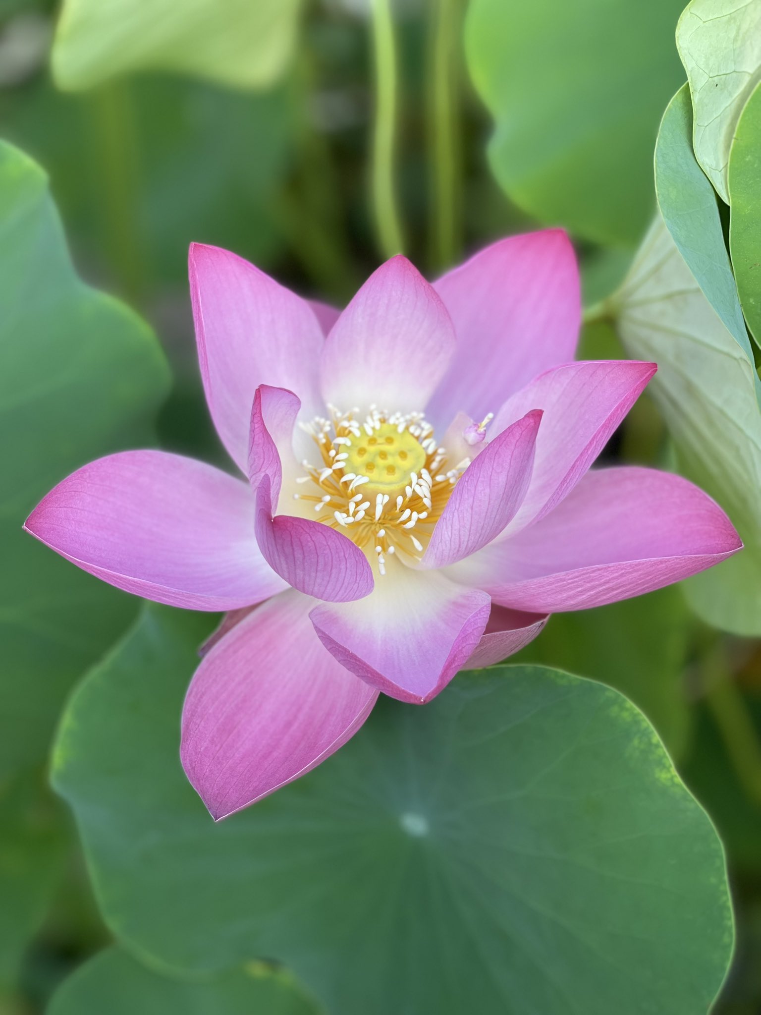 ぱん様　ありがとうございます。 桜の ありがとうございましたシール thank youシール 65枚＊NO