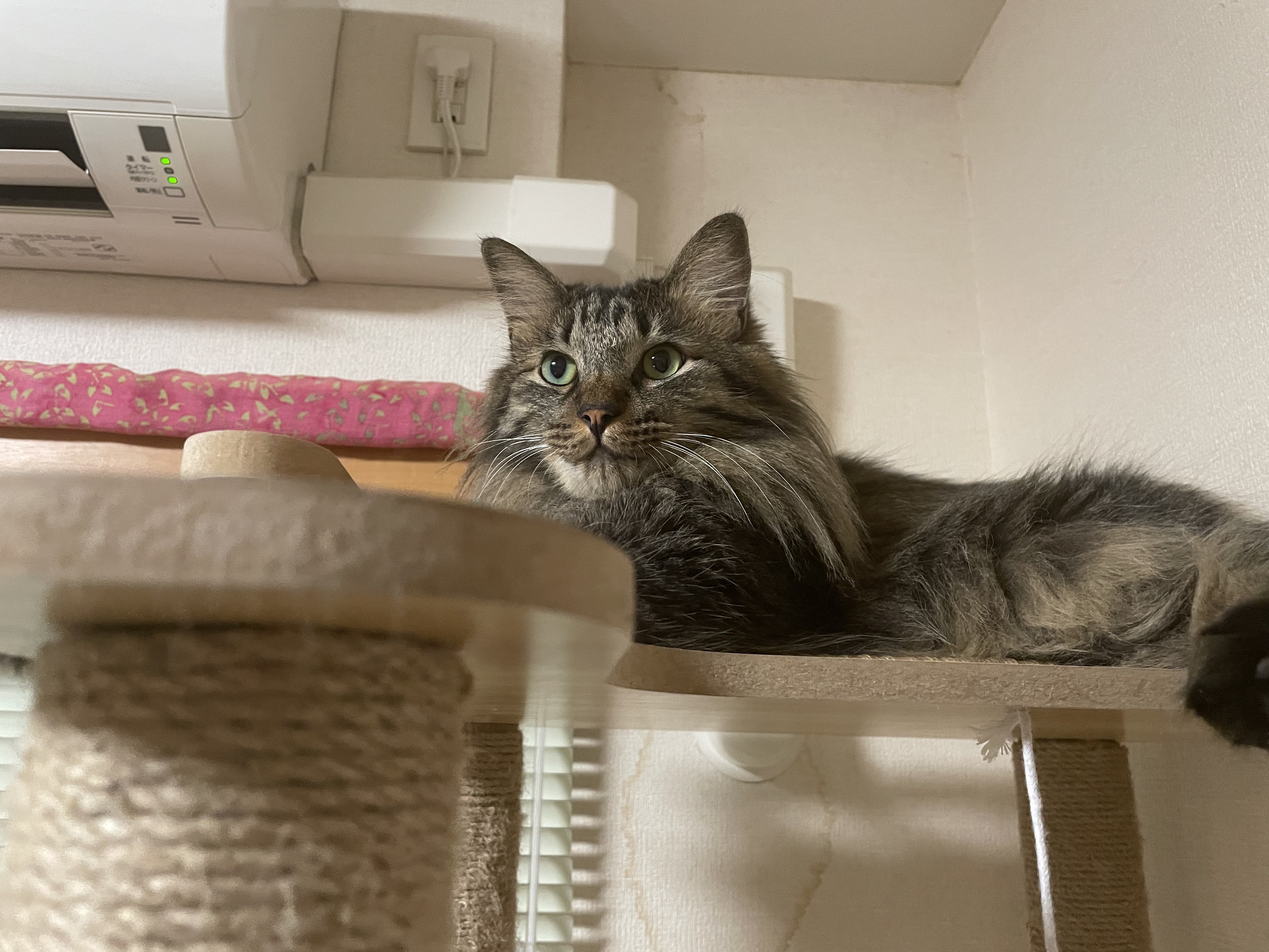 猫 b463ff2a2dda6b0af7fe3f31b0b5b1