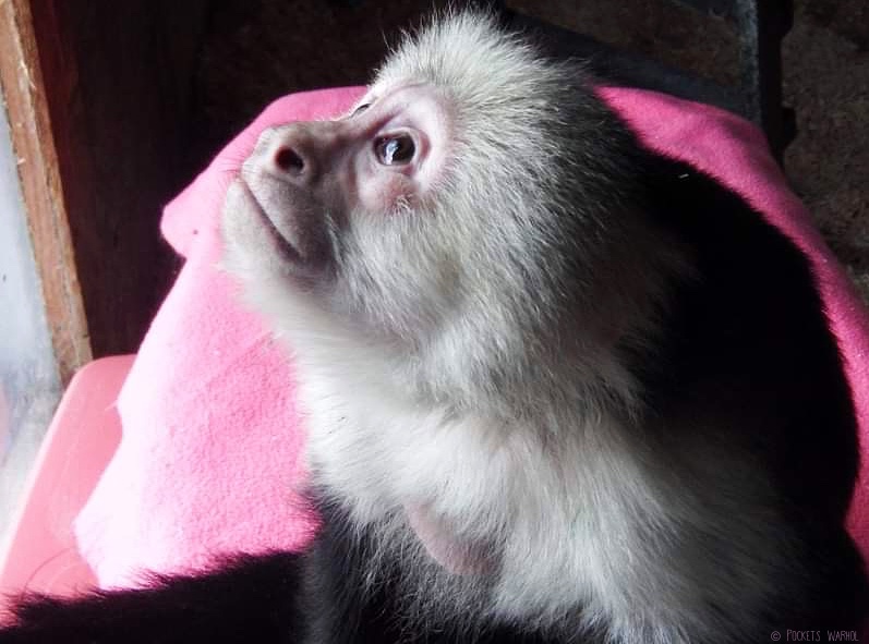 PocketsWarhol's tweet image. In this vast universe there must be other creatures, so where is everybody?🌌🐵#bekindtoanimals #AFTERLIFE #storybookmonkeys