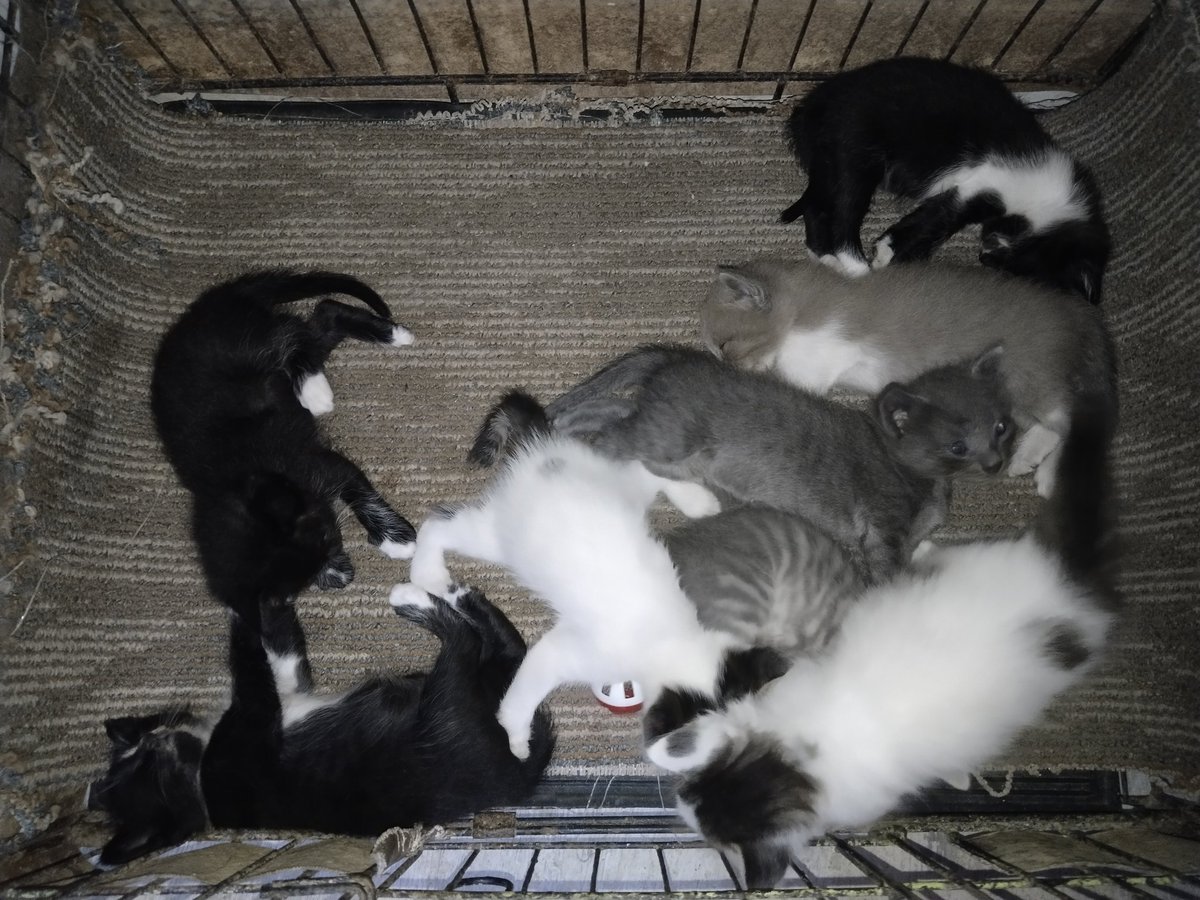 fixonegi's tweet photo. hallo cat lovers !!
ke 3 anak aku melahirkan sebanyak 9 kitten yg imut sekali, tapi aku gabisa kalau adopsi mereka semua, ada yg mau bantu adopsi gak ya? free, kalo ada yg mau nanti aku fotoin satu" cuman kalau bisa lgsg ambil 2 🙏
aku dom surabaya 

#kucing #adopsi #surabaya https://t.co/Px4vKxyFAf