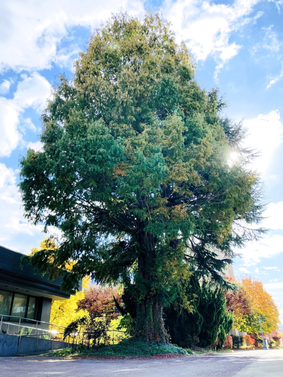 ◤弘前市保存樹木（#メタセコイア）
樹名板お披露目セレモニー🌳 　◢

🗓️7/24（木）11:00～11:30
📍弘前大学文京町キャンパス事務局建物西側

弘前市主催で、
#弘前市保存樹木 に指定された
メタセコイアの樹名板の
お披露目セレモニーを開催します🌳

ぜひお越しください✨

hirosaki-u.ac.jp/events/105295/