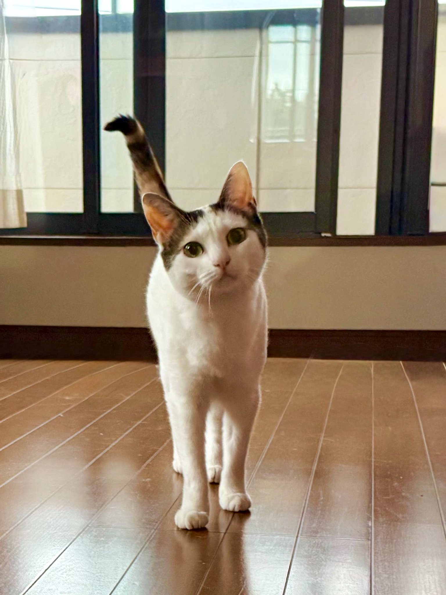 ふんばり親子猫　ハチワレ 日光ハチワレ☀️親子猫ミューズ詩音つくし on X: 