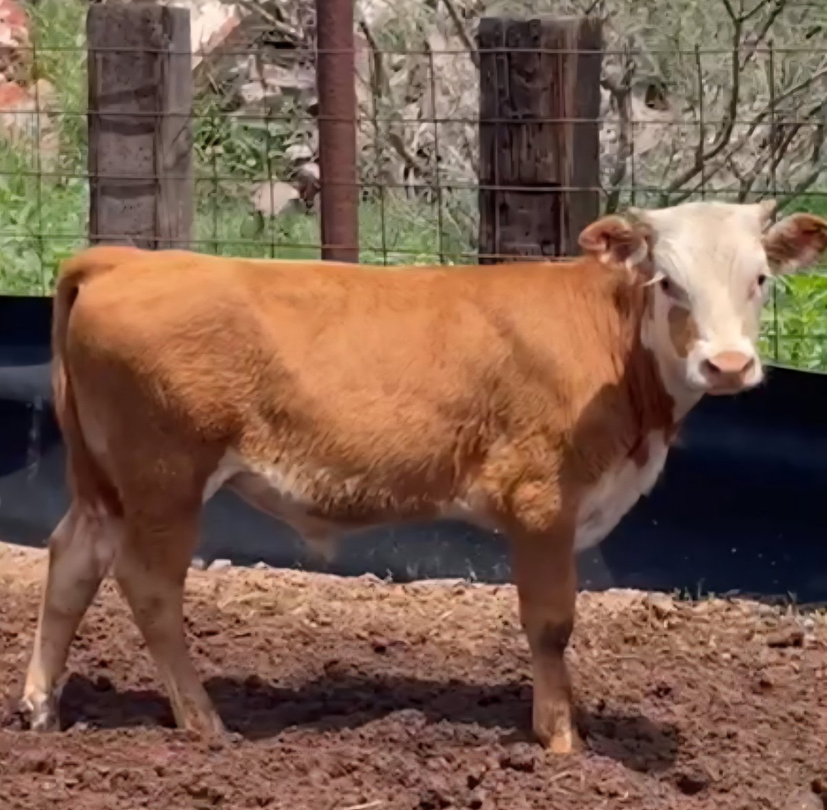 renekmp's tweet image. #LoveMyWork   🐂  🐂  🐂  #Chihuahua