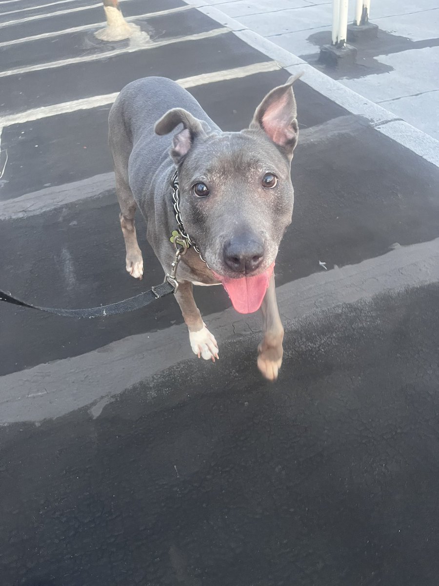 fivebeeerplan's tweet photo. having a senior dog is the best thing i have ever experienced i love her so much she is perfect i can’t believe i gave birth to  this perfect angel https://t.co/WrNSp0u8Bx
