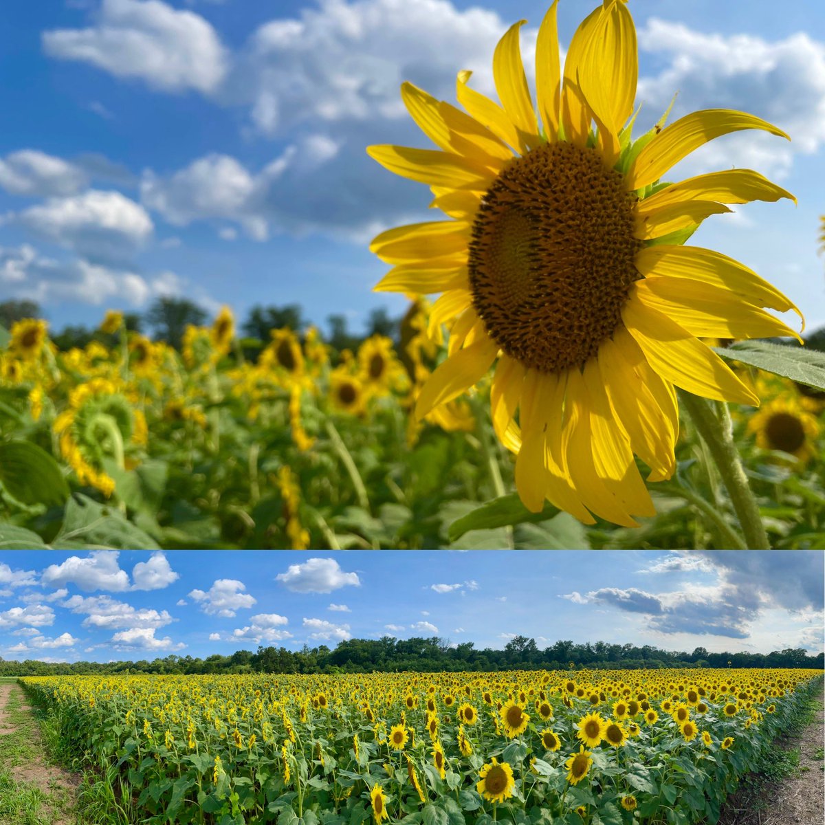 Conthescene's tweet image. Sunflowers and sunshine at McKee-Beshers WMA in Montgomery Co. MD 馃尰 馃尀