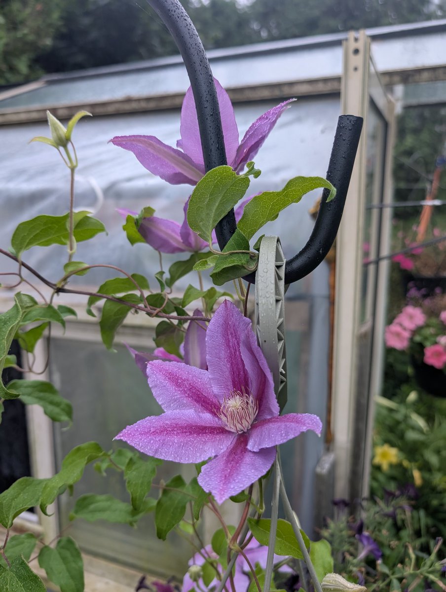 Clematis out by the greenhouse