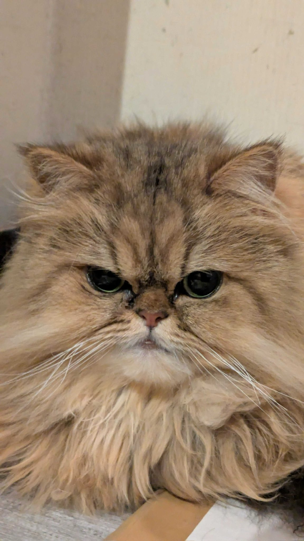 猫のたろう on X: 