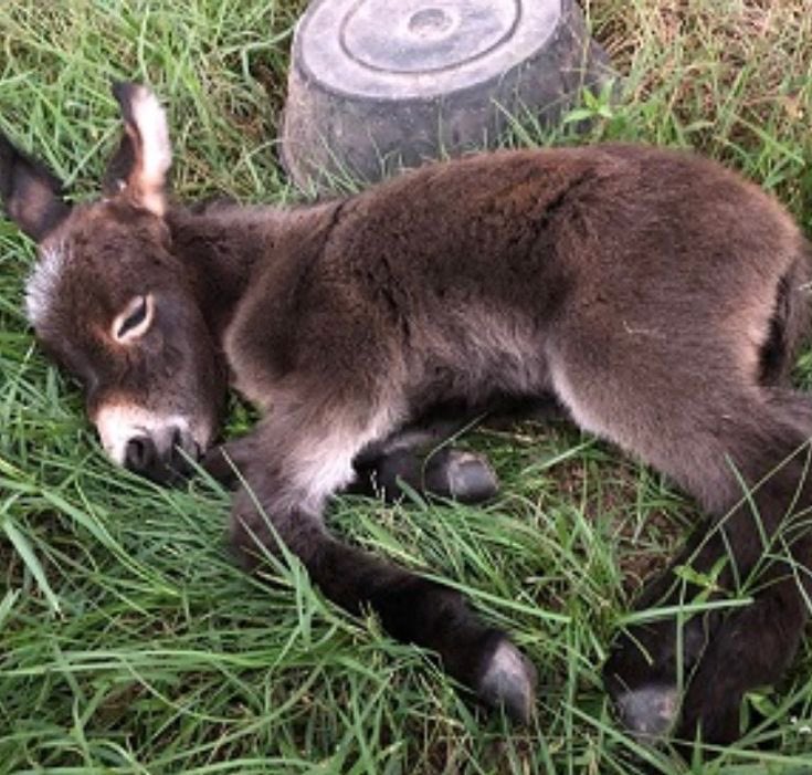 Pone0118's tweet image. can a girl also be a donkey