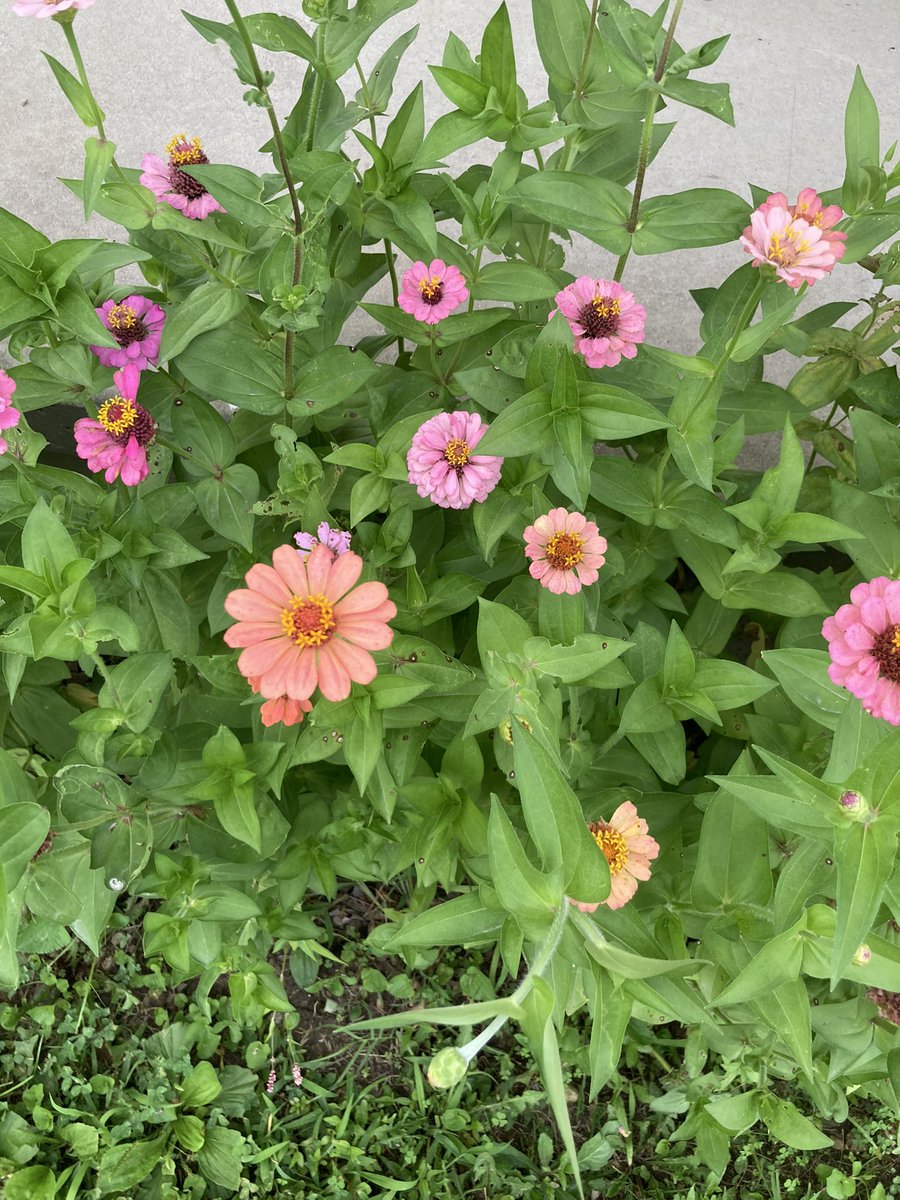 Capt_C_Tree's tweet image. My flowers have such beautiful colors.