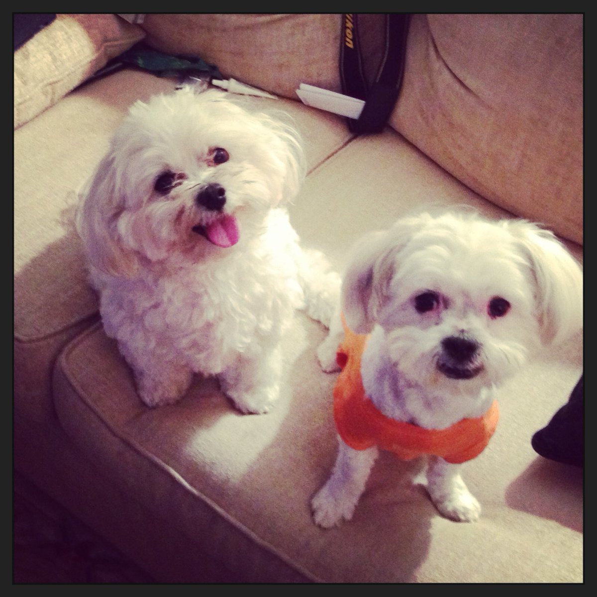 HabsKid's tweet photo. @BestinDogs Guy Lafleur &amp; Bailey https://t.co/FcTKMFAxkW