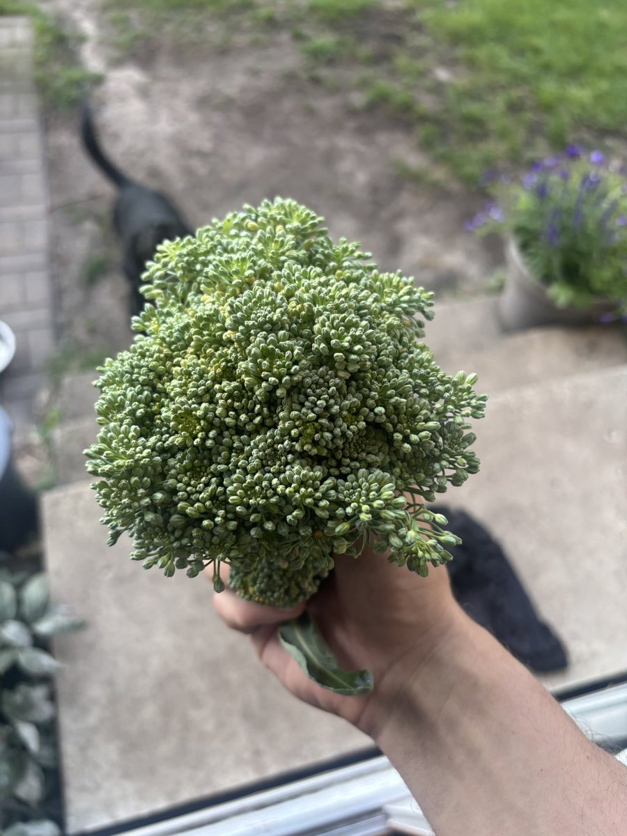 Harvested my first ever broccoli and cauliflower home garden. Did you know Syngenta makes purple cauliflower? <a href="/SyngentaUS/">Syngenta US</a> <a href="/Syngenta/">Syngenta</a>