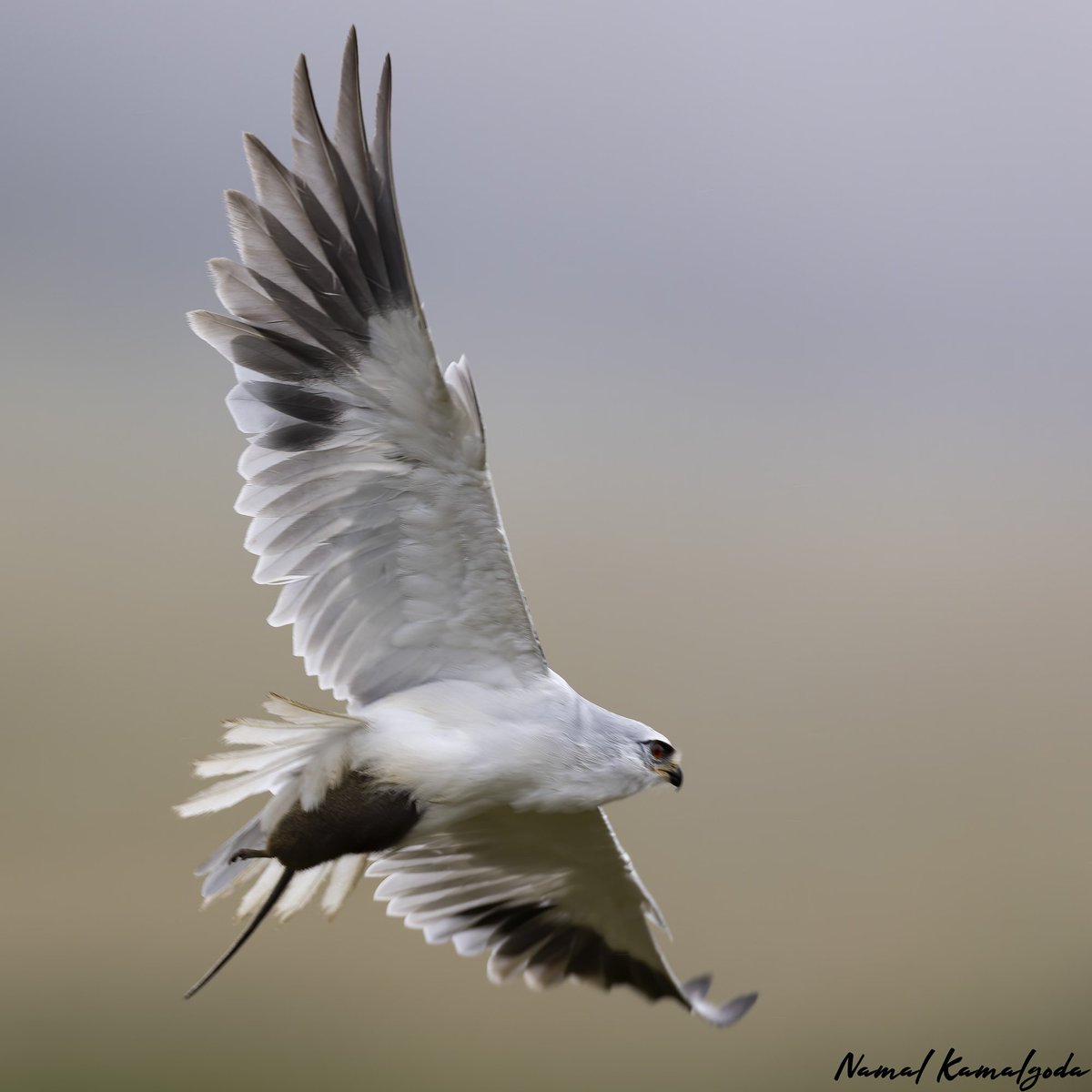 Namalkamalgoda's tweet image. Black winged Kite with it&apos;sunfortunate prey.  This individual gave us a show, before it caught its prey and finally flew away 

#srilanka #hortonplains #canonwildlife #srilankanwildlife  #natgeowild #bbcwildlifemagazine #planetearth #birdsofsrilanka #raptor #blackwingedkite