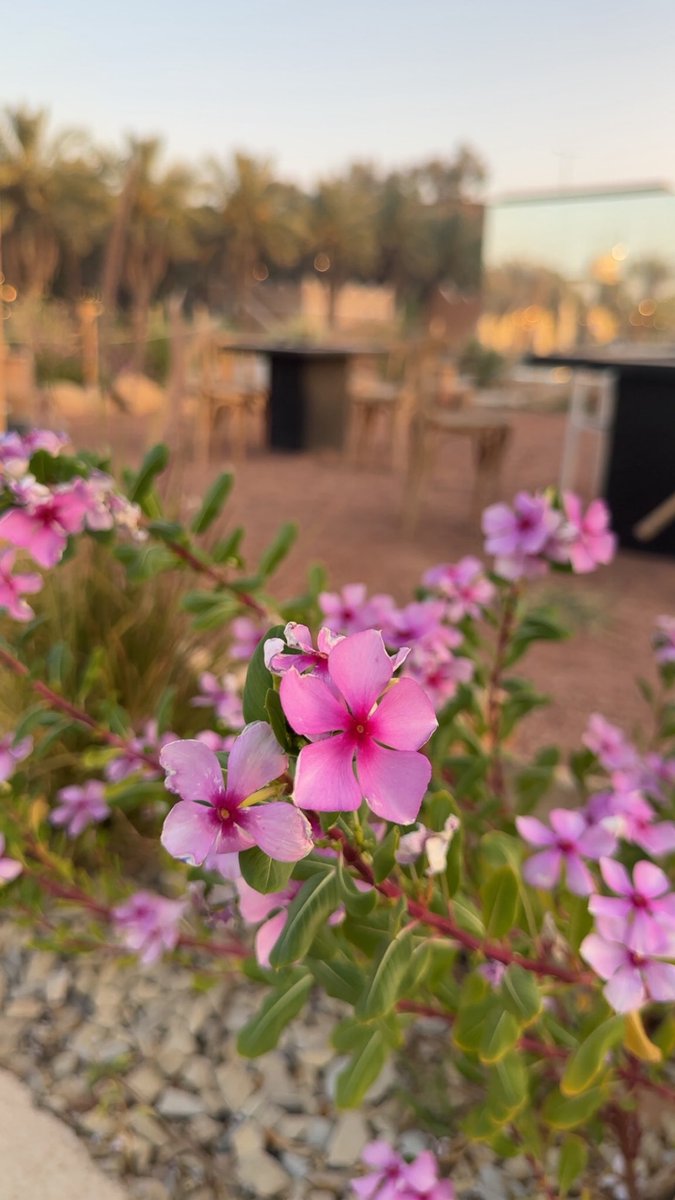 كأن بيني وبين الشوق حالة عناد ..!
أدفنُه بالضلوع وينولد بالهدب . .