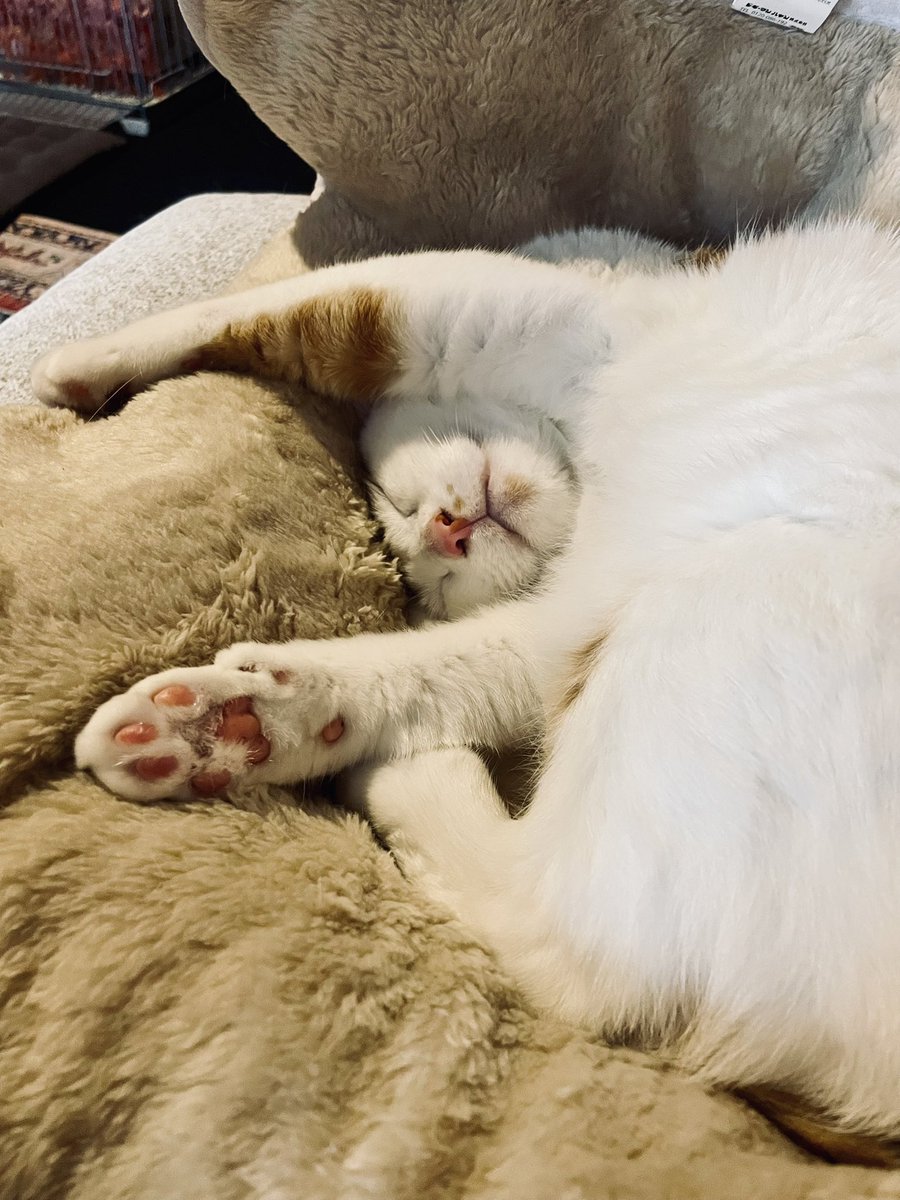 _noFuture1's tweet image. 猫に脳みそを支配されている昨今