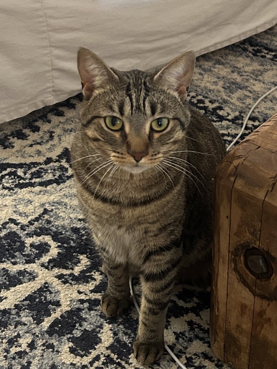 ballinolive420's tweet photo. i am two years old #oldlive #amievenlongerthanlastyear #wheresmysteakdinner #princesscat #growingupbeautiful #gorgeouscat #hairtie #olive https://t.co/KyZK4s28iN