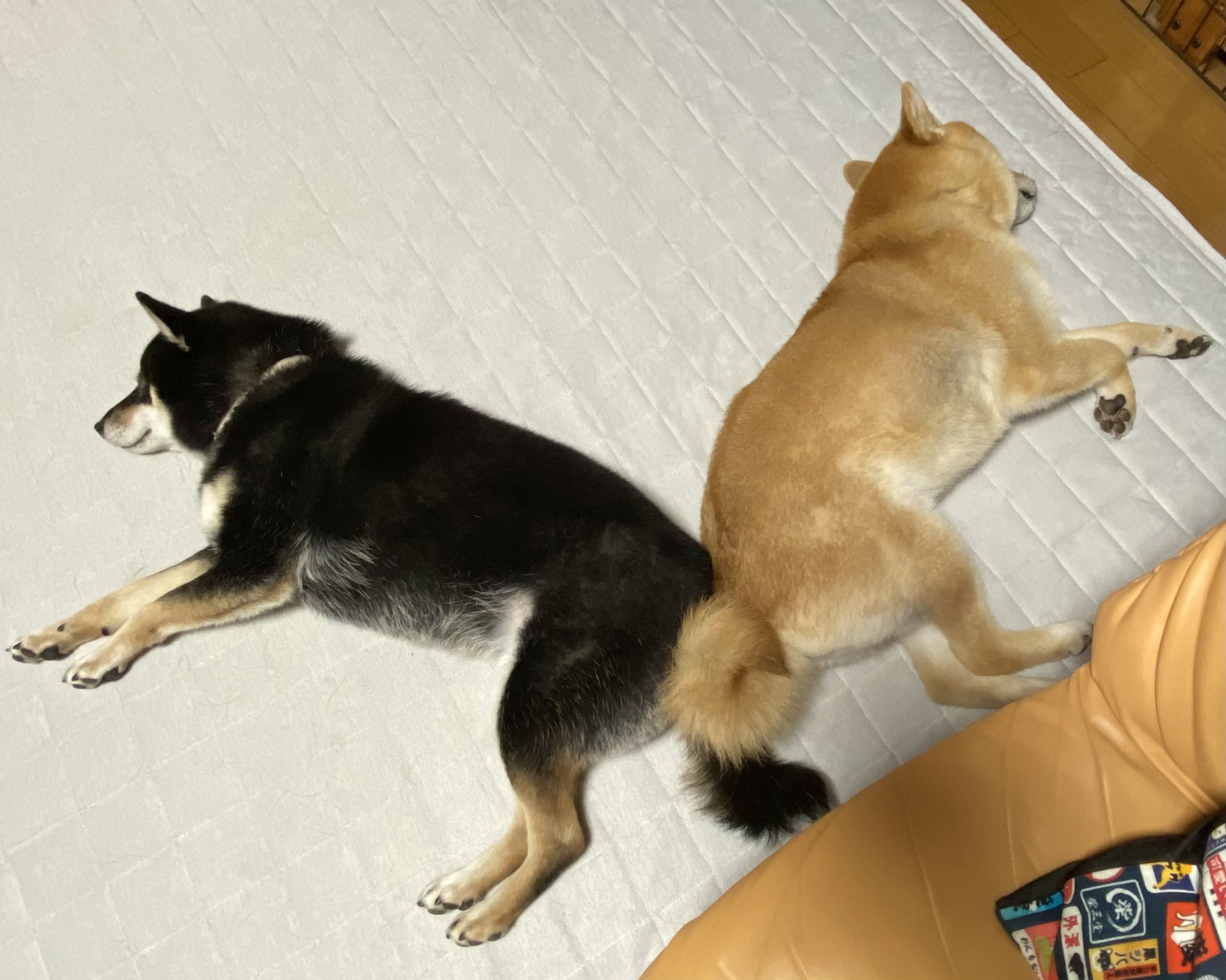 柴犬　プレート✖️4 A collaboration between FamilyMart stores nationwide and the