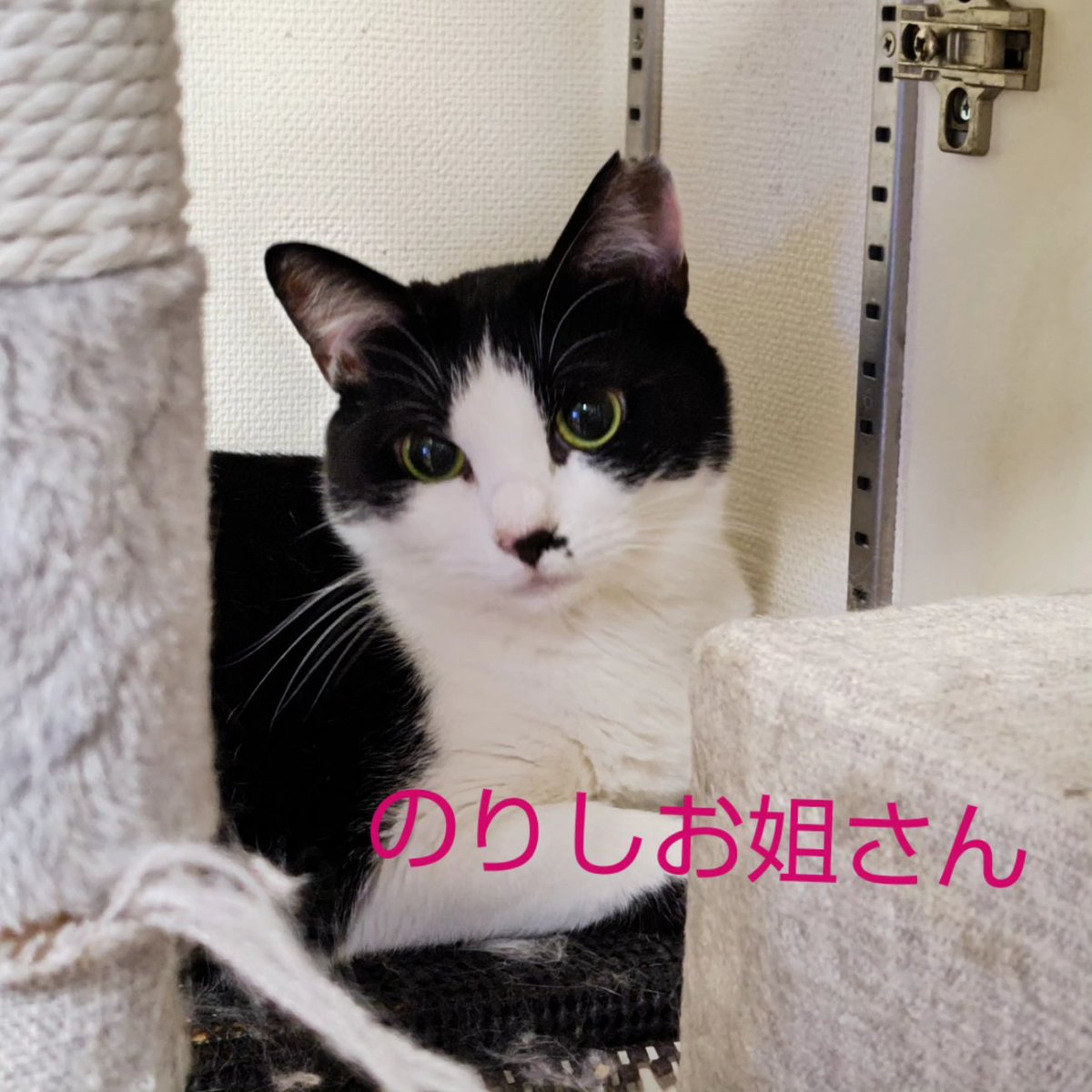 somasomaneko's tweet photo. 7月19日の東京都多摩市聖蹟桜ヶ丘の譲渡会に出場します。

子猫が多数出場しますので混雑が予想されますのでご予約があった方がスムーズかと思います。

大人猫も多数出場します。
魅力のある大人猫も多数います。

みんなにご縁がありますように🙏��
ご来場お待ちしております。 https://t.co/PSpAdLHGB1